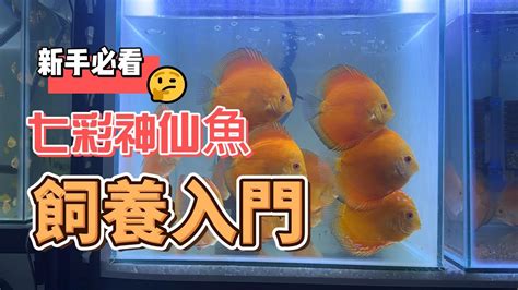 七彩神仙魚飼養入門|旭日水族 七彩神仙 講解飼養方法 第2集